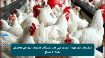 ارتفاعات مفاجئة.. تعرف على آخر تحديثات أسعار الدواجن والبيض لهذا الأسبوع